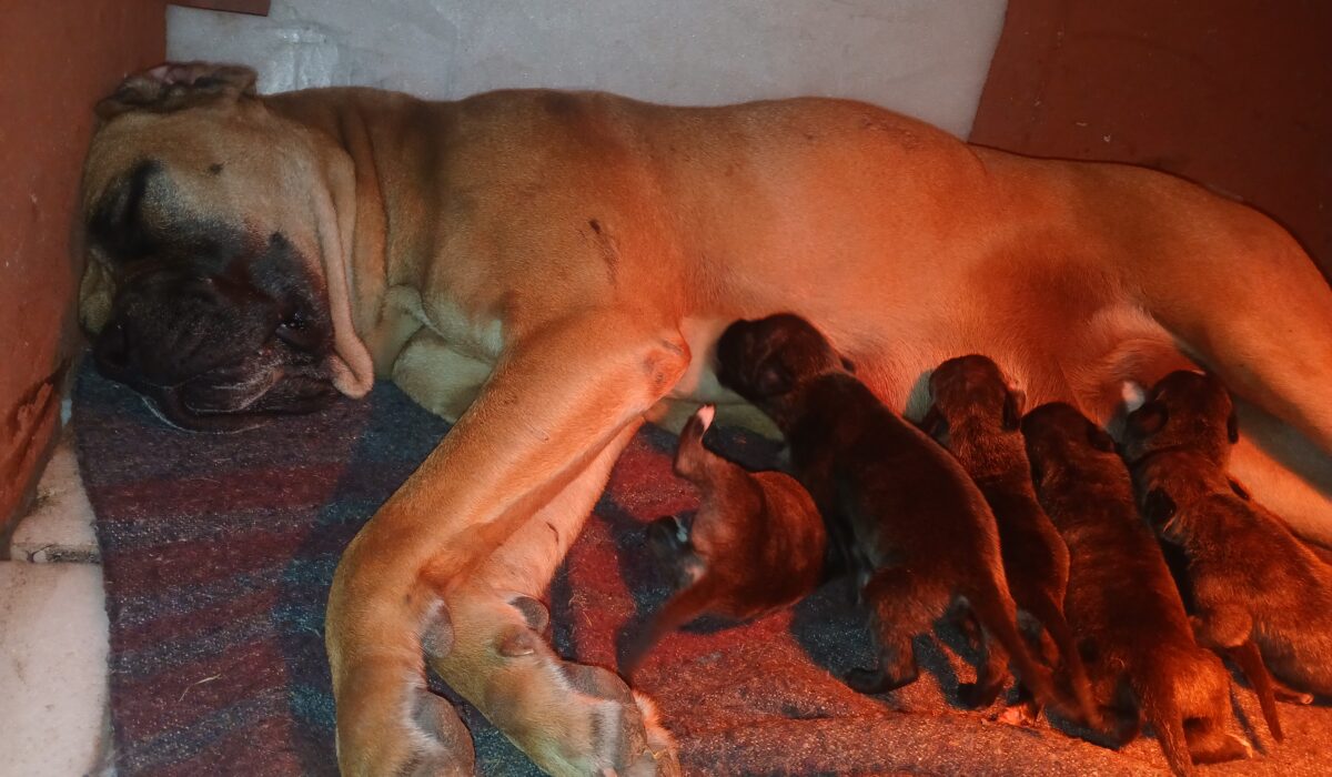 Puppies for Adoption in Nairobi