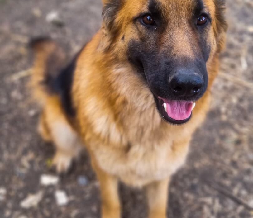 German Shepherd Training & Breeding Kenya