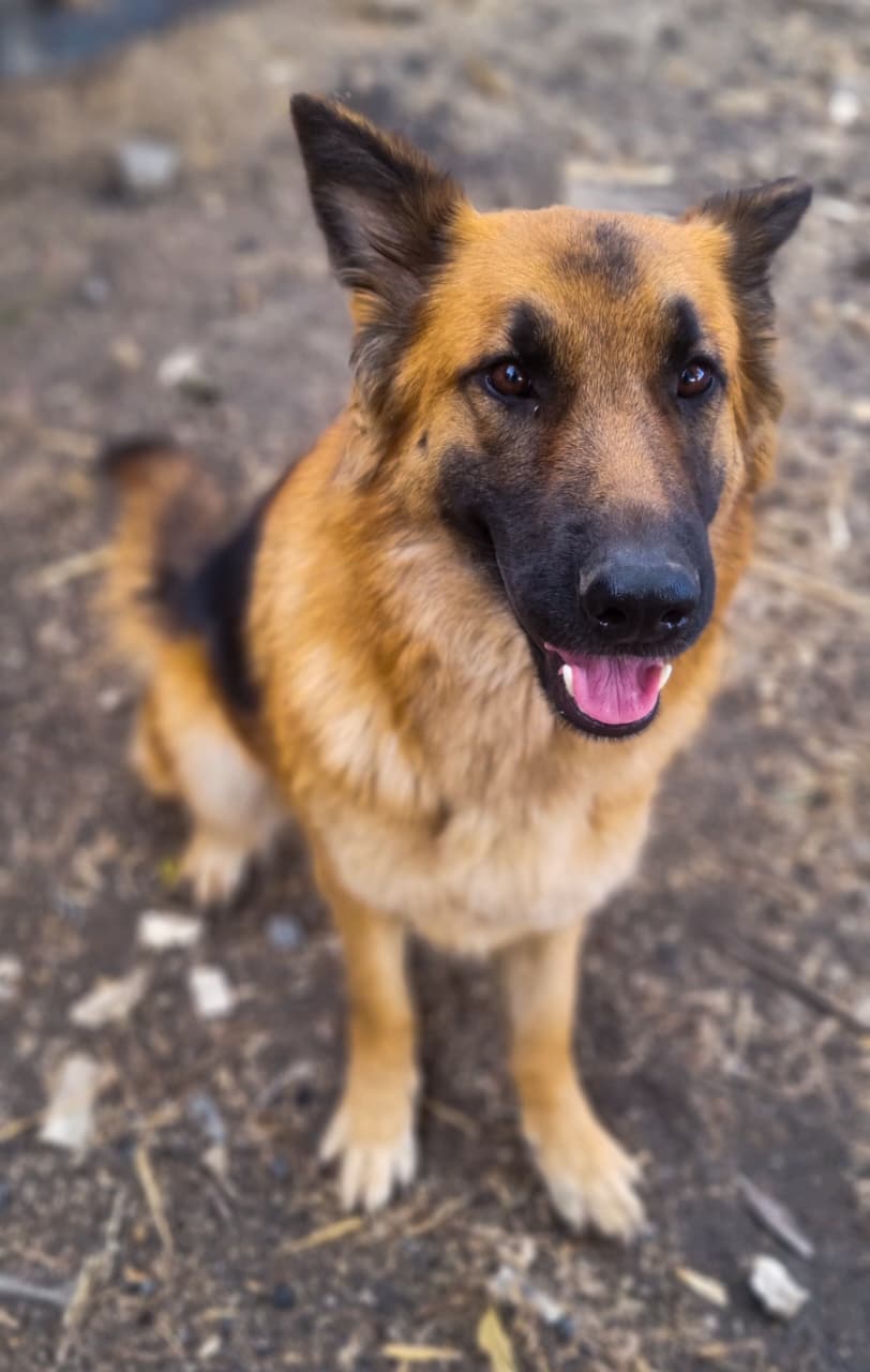 German Shepherd Training & Breeding Kenya
