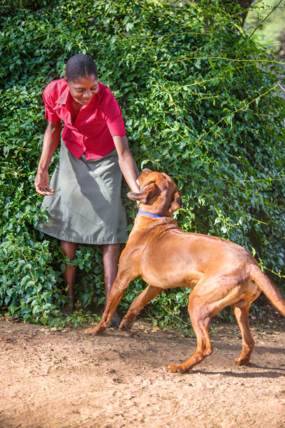 Professional Dog Walking Services Nairobi