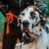 Rottweiler Breeding in Nairobi