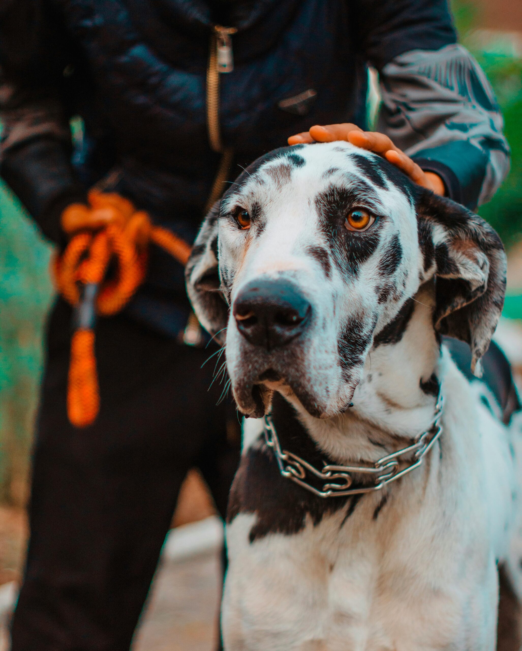 Rottweiler Breeding in Nairobi