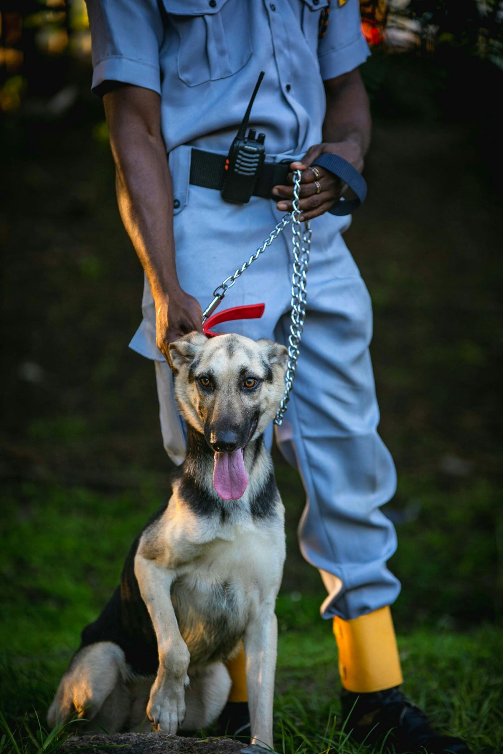 Leash Training for Dogs