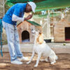 Guard Dog Training Kenya