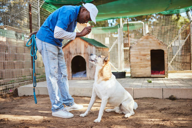 Guard Dog Training Kenya