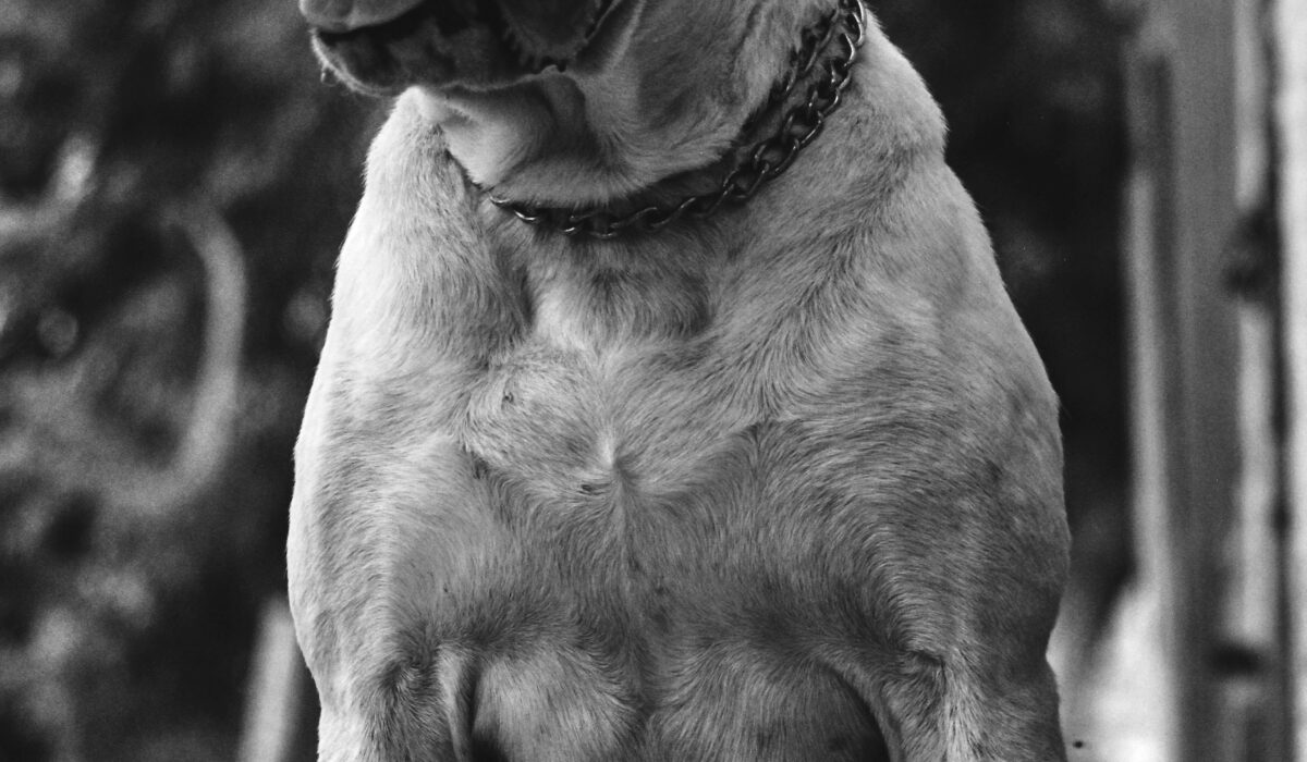 Aggressive Dog Training Nairobi