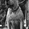 Aggressive Dog Training Nairobi