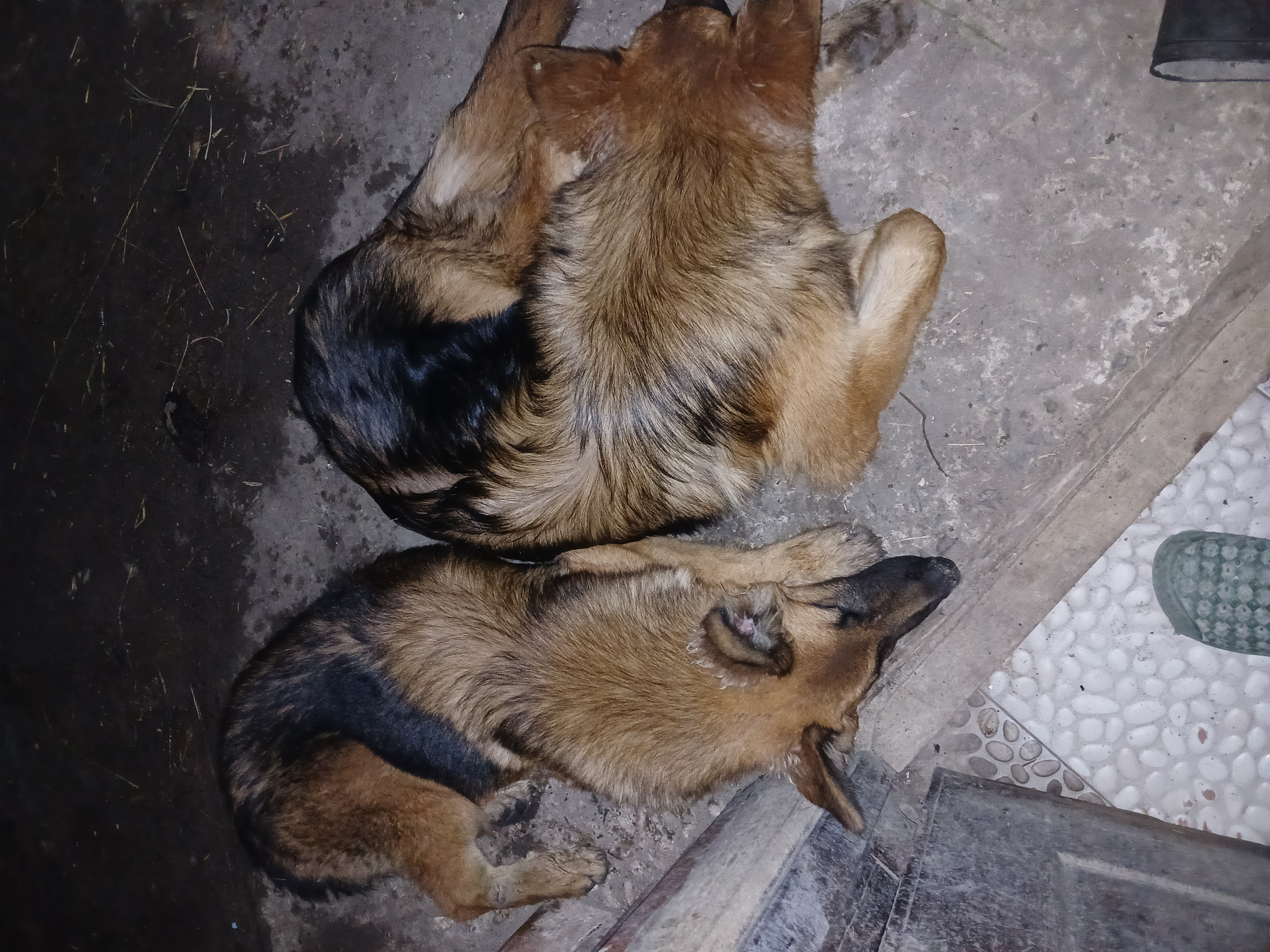 Puppy Obedience Training in Nairobi