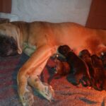 Puppies for Adoption in Nairobi