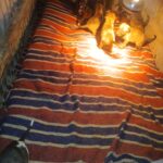 Best Puppy Adoption Centers Nairobi