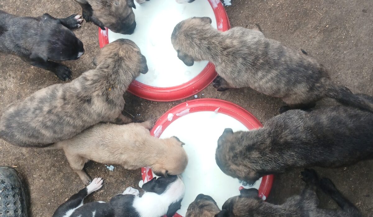 Puppy Adoption Nairobi
