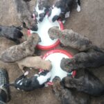 Puppy Adoption Nairobi
