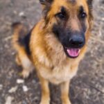 German Shepherd Training & Breeding Kenya