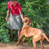 Professional Dog Walking Services Nairobi