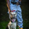 Leash Training for Dogs