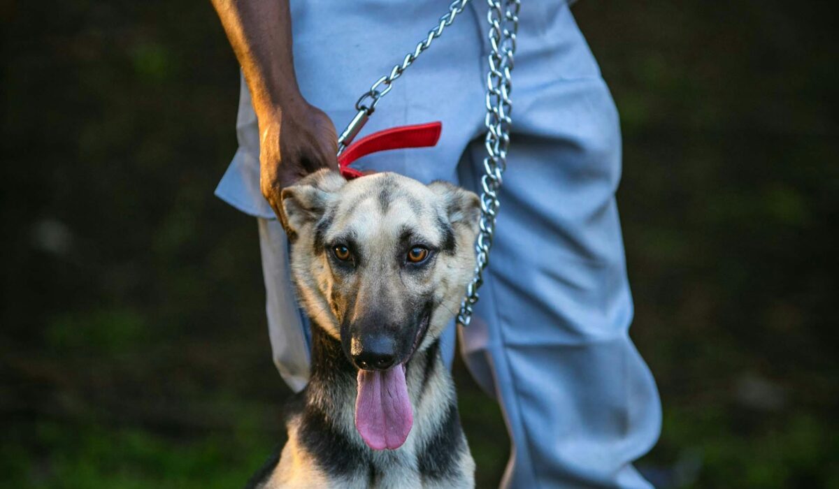 Leash Training for Dogs